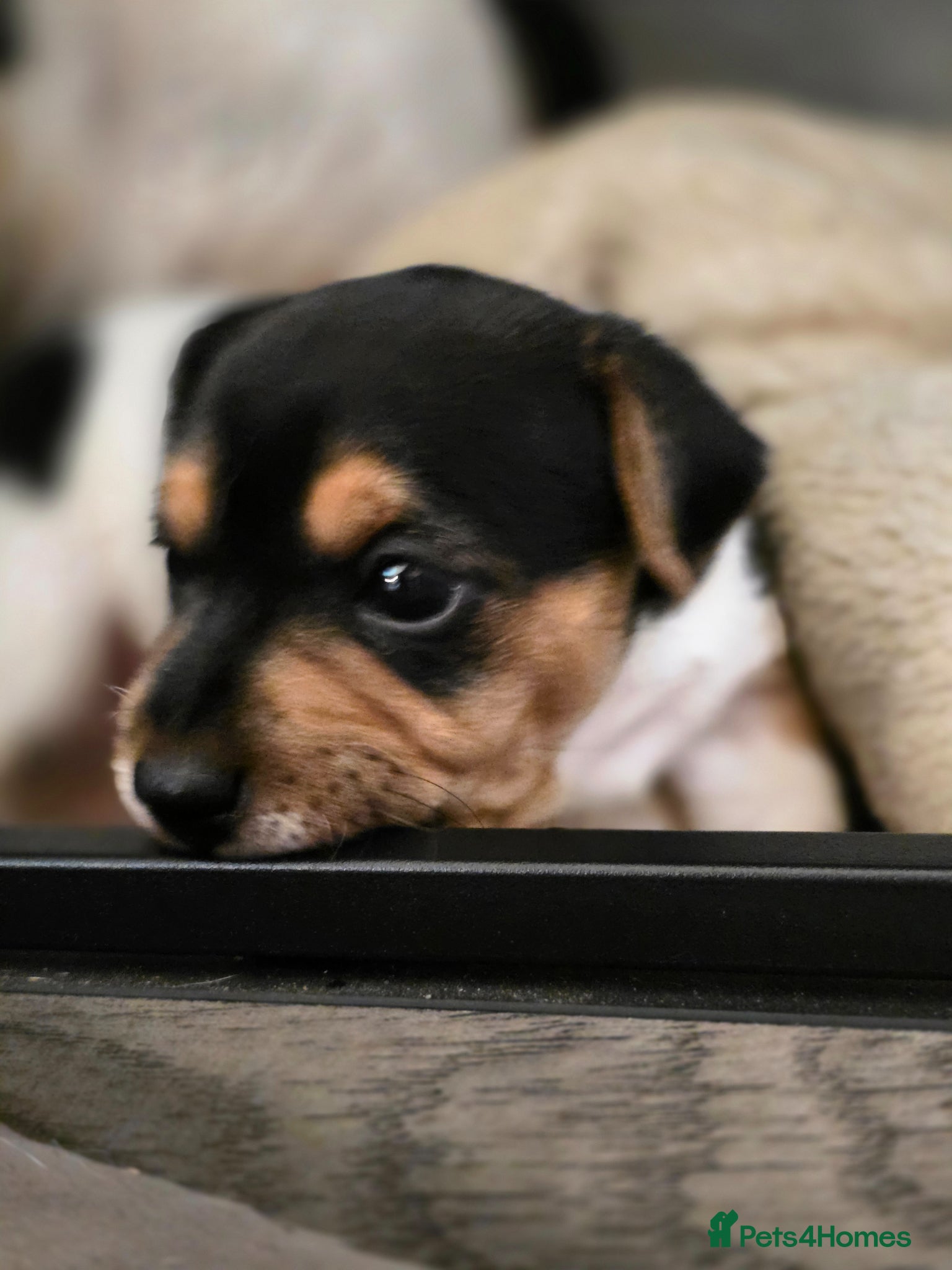 Jack Russell dogs Mini jack russel pups ready 13 june deposit secure - Advert 3
