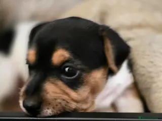Jack Russell dogs Mini jack russel pups ready 13 june deposit secure - Advert 3