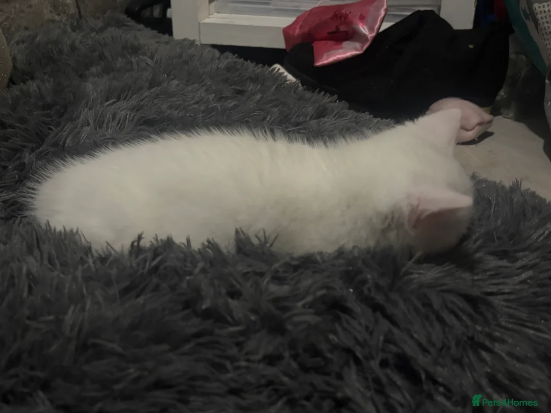 Mixed Breed cats for sale: two beautiful female white kittens in Brockenhurst - Advert 3