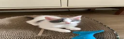 Mixed Breed cats for sale: Meet the Purr-fect Trio: Kurilian Bobtail Mixes - Advert 23
