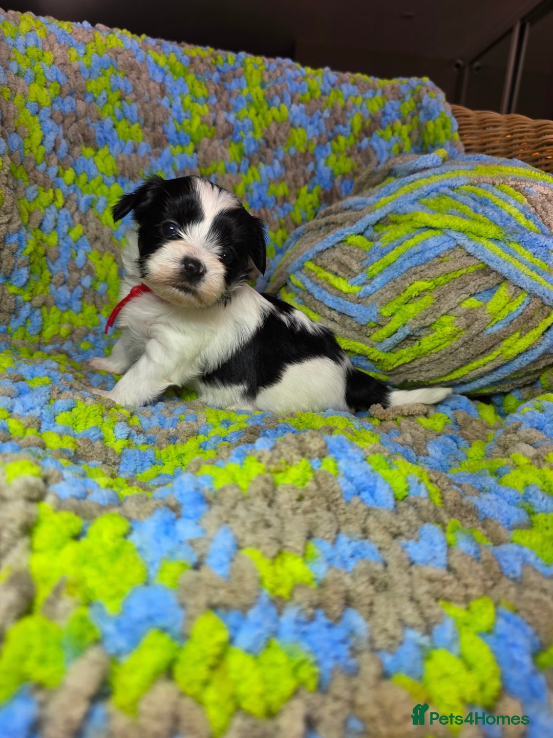 Yorkshire Terrier dogs for sale: Pure breed Terrier puppies 4 Generation - Image 9