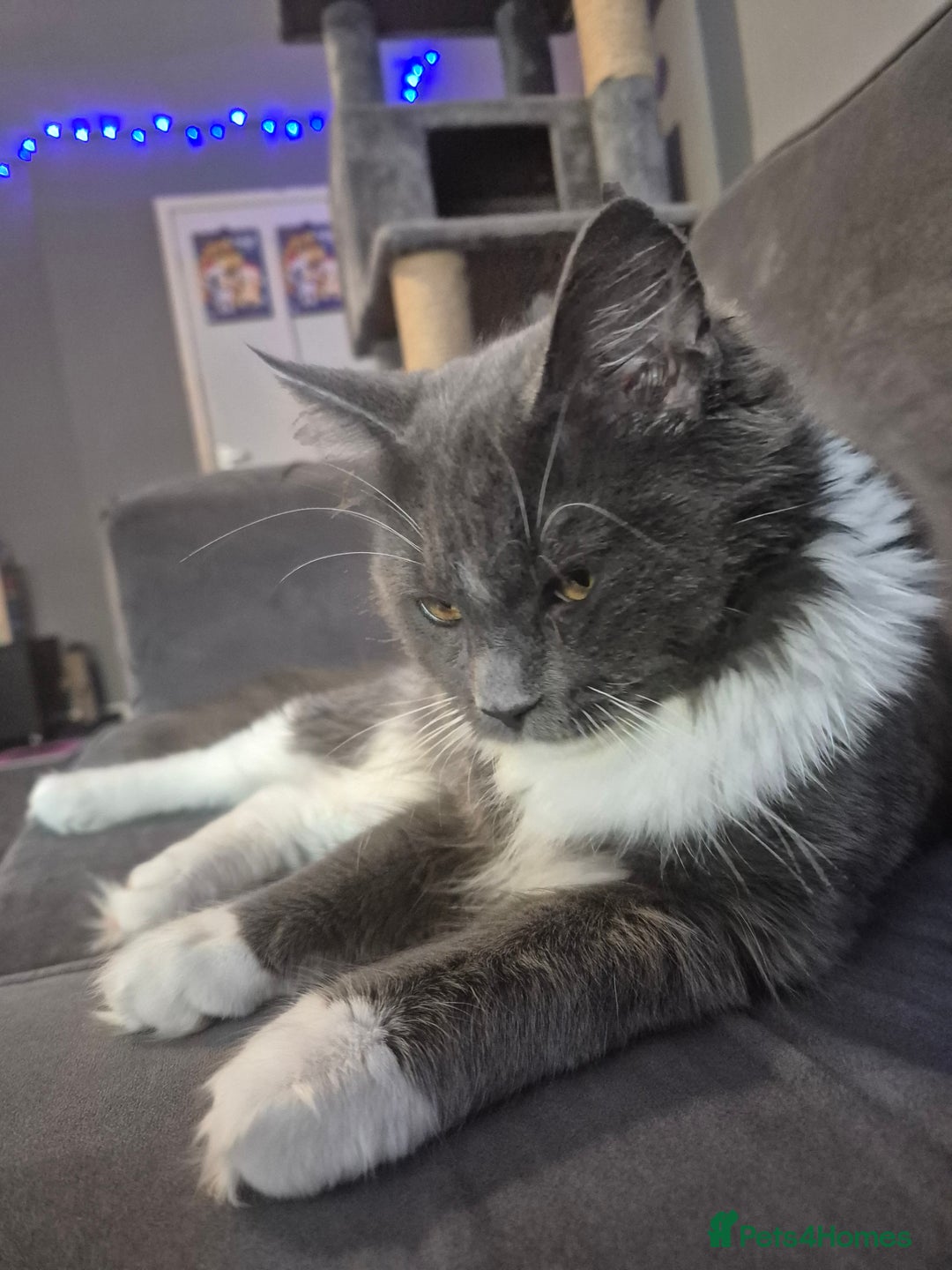 Maine Coon cats for sale: Maine coon male - Advert 6