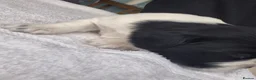 English Springer Spaniel dogs for sale: Pedigree working English Springer Spaniels  - Advert 16