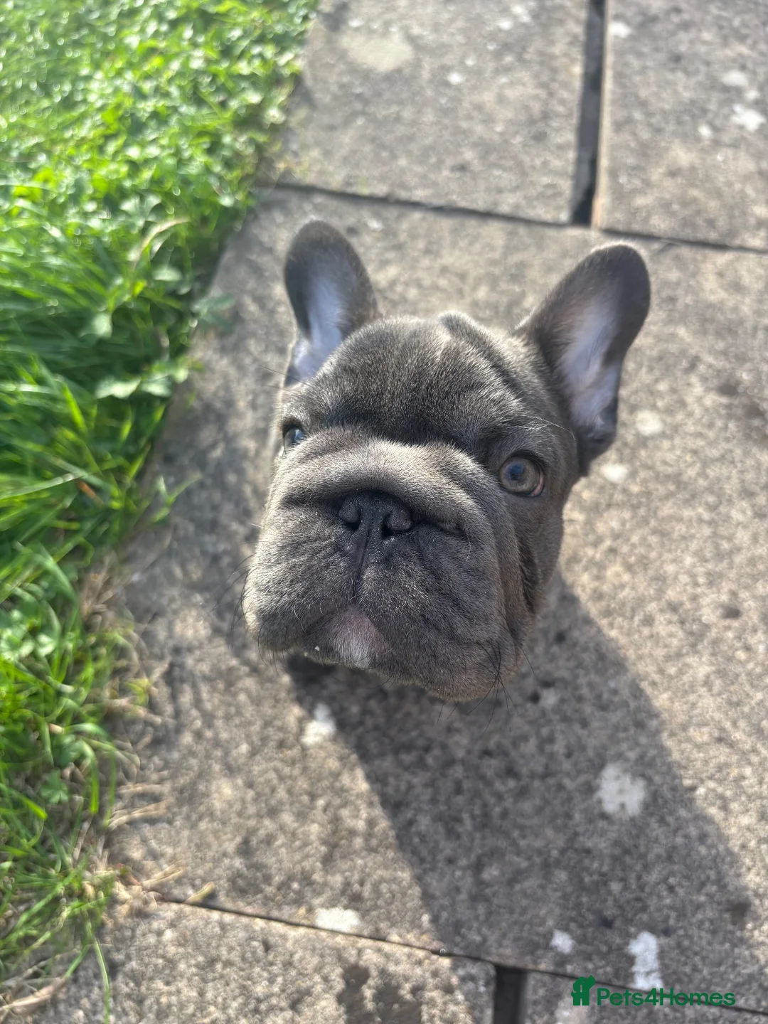 French Bulldog dogs for sale: Male frenchie  in Melton Mowbray - Advert 2