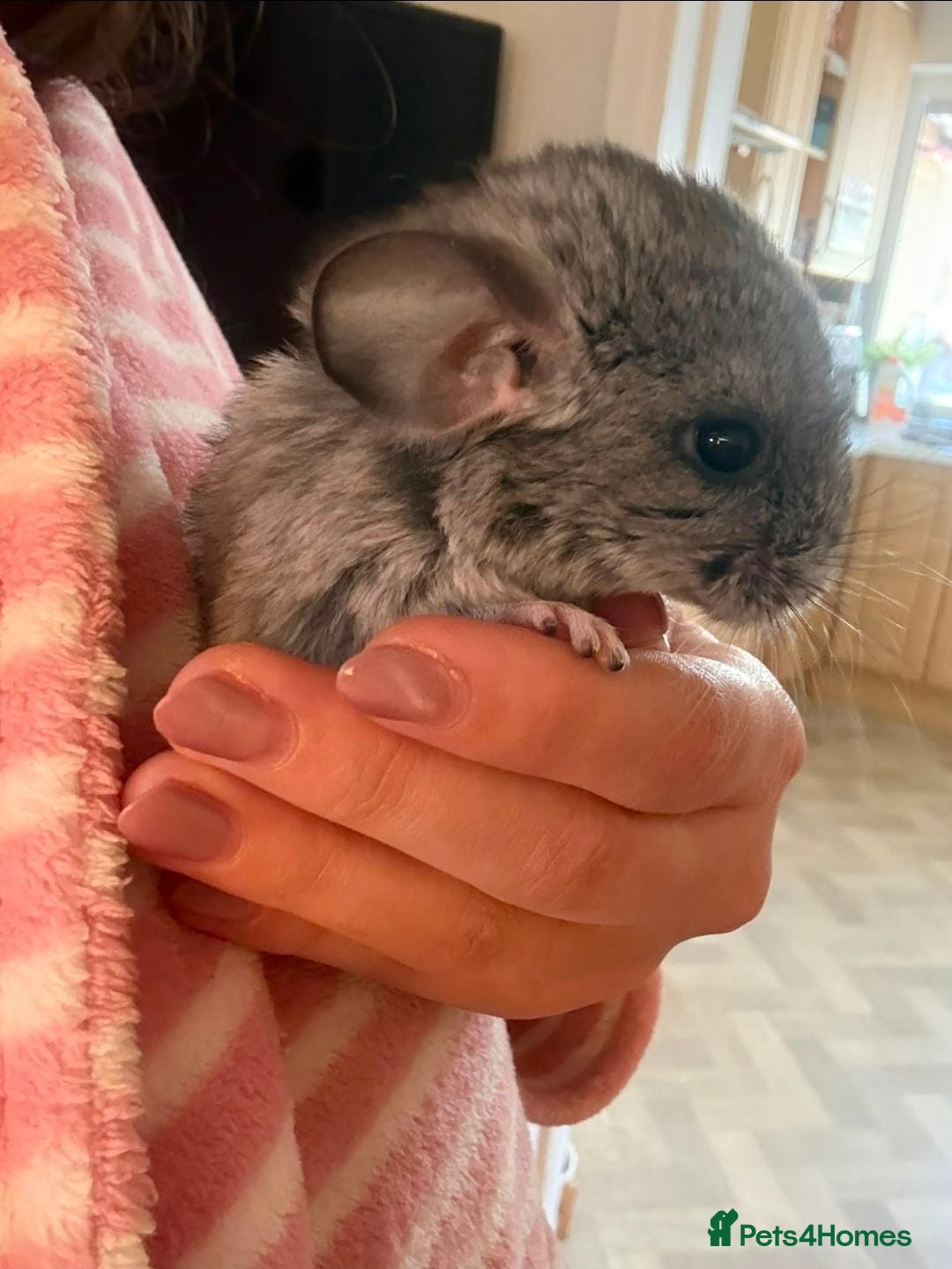 Chinchilla rodents BEAUTIFUL BABY GIRL - Advert 13