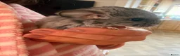 Chinchilla rodents for sale: BEAUTIFUL BABY GIRL - Advert 1