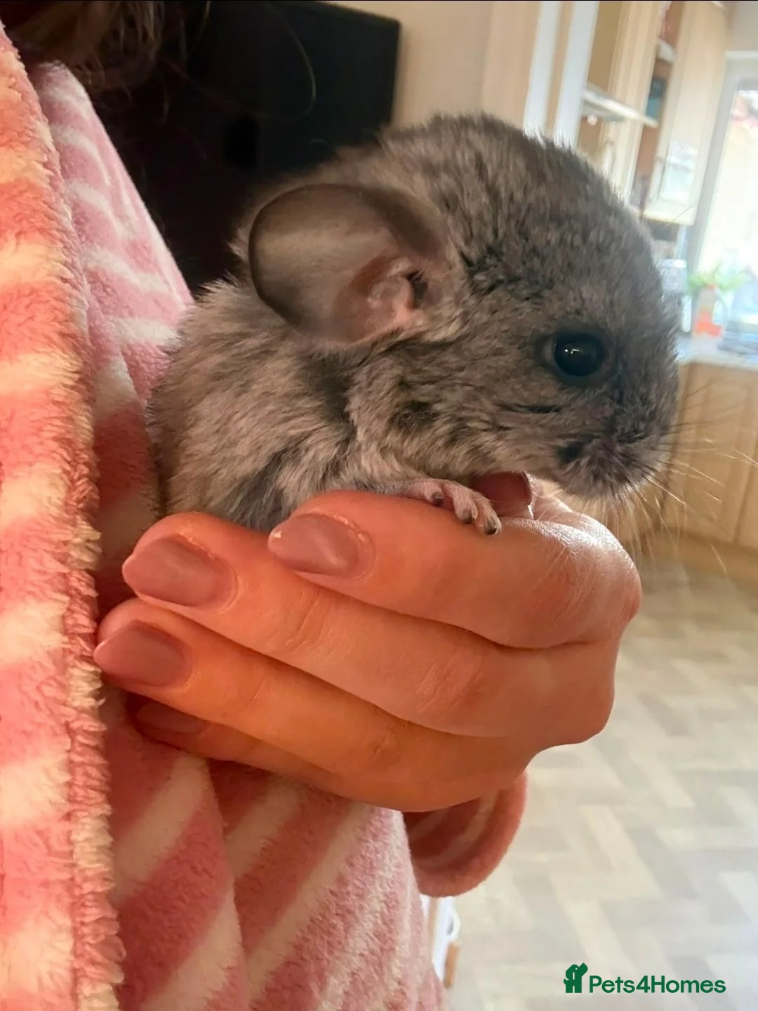 Chinchilla rodents for sale: BEAUTIFUL BABY GIRL - Advert 1