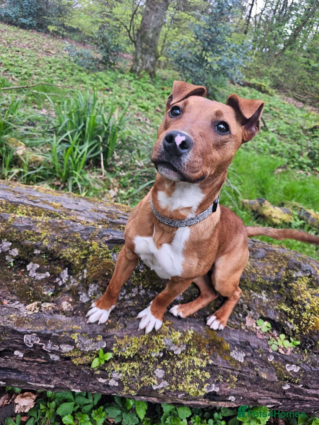 Mixed Breed dogs for sale: Red Staffordshire bull terrier  in Manchester - Advert 6