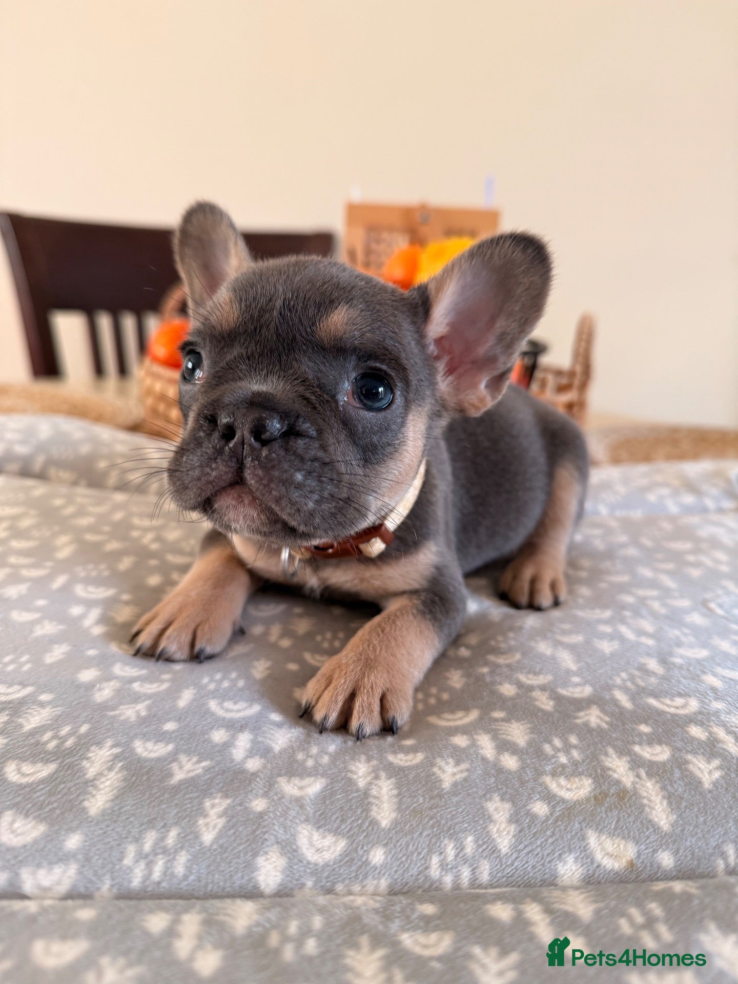French Bulldog dogs Massively reduced Ready now KC French Bulldog - Advert 6