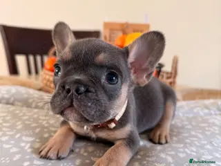 French Bulldog dogs Massively reduced Ready now KC French Bulldog - Advert 6