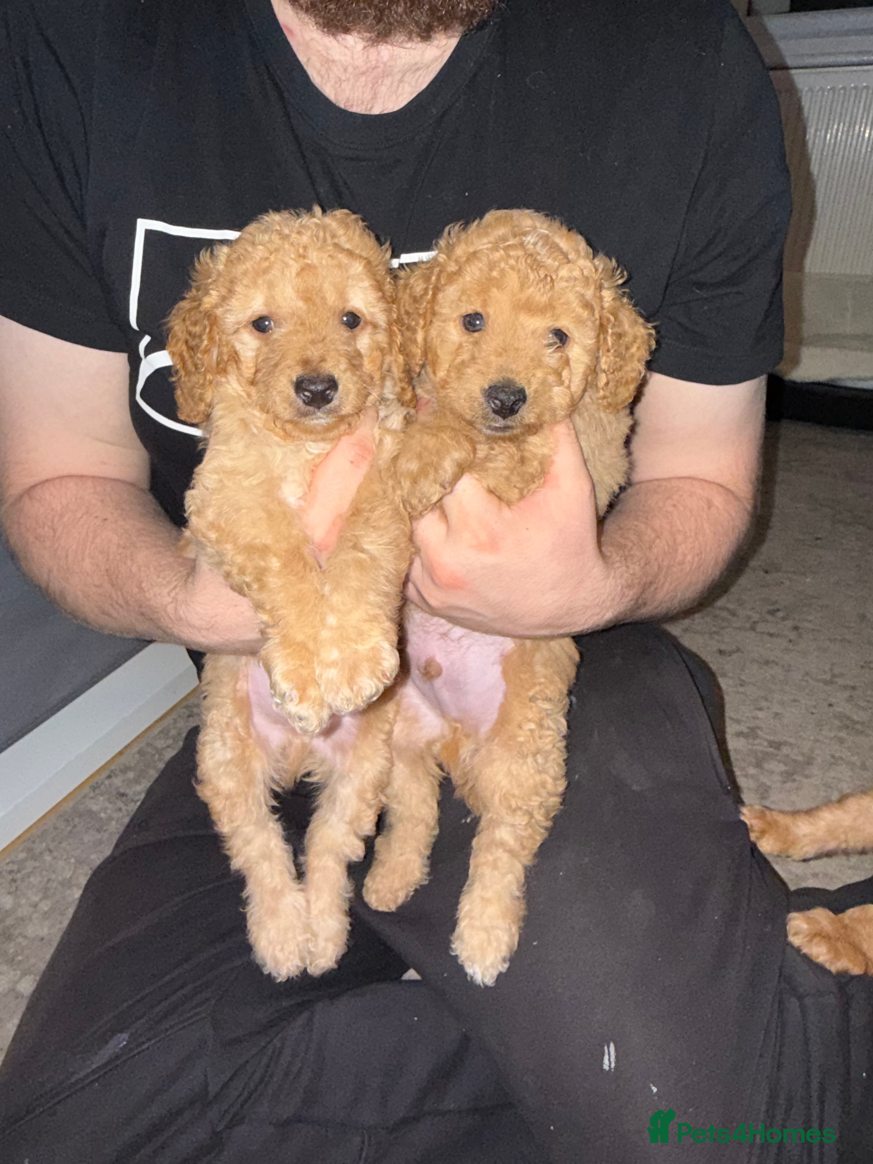 Cockapoo dogs Cockapoo Puppies For Sale  - Advert 16