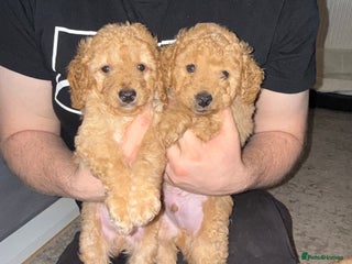 Cockapoo dogs Cockapoo Puppies For Sale - Advert 16