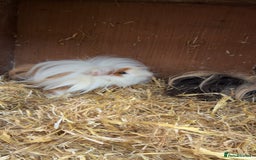 Guinea Pig rodents for sale: 3 tier Guinea pig hutch and 2 male guinea pigs  - Image 1