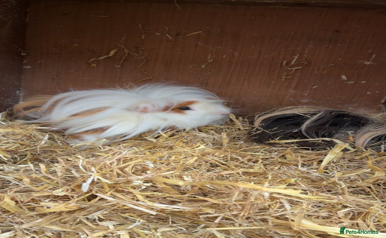 Guinea Pig rodents - Advert 1