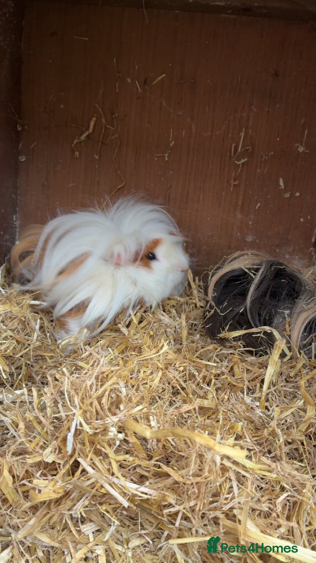 Guinea Pig rodents for sale: 3 tier Guinea pig hutch and 2 male guinea pigs  - Image 1