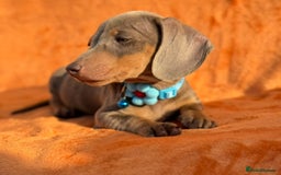 Miniature Dachshund dogs for sale: KC Reg Miniature Dachshund Puppies  - Image 19
