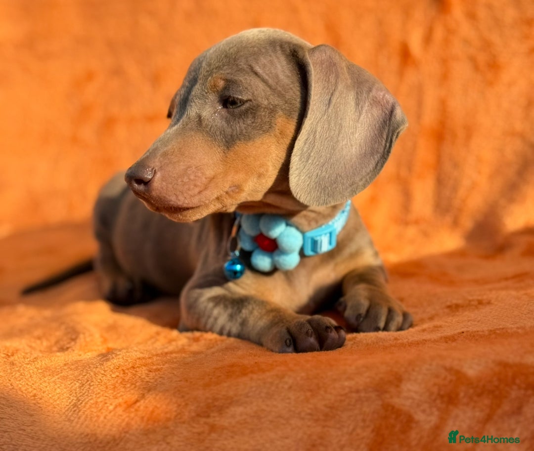 Miniature Dachshund dogs for sale: KC Reg Miniature Dachshund Puppies  - Image 19