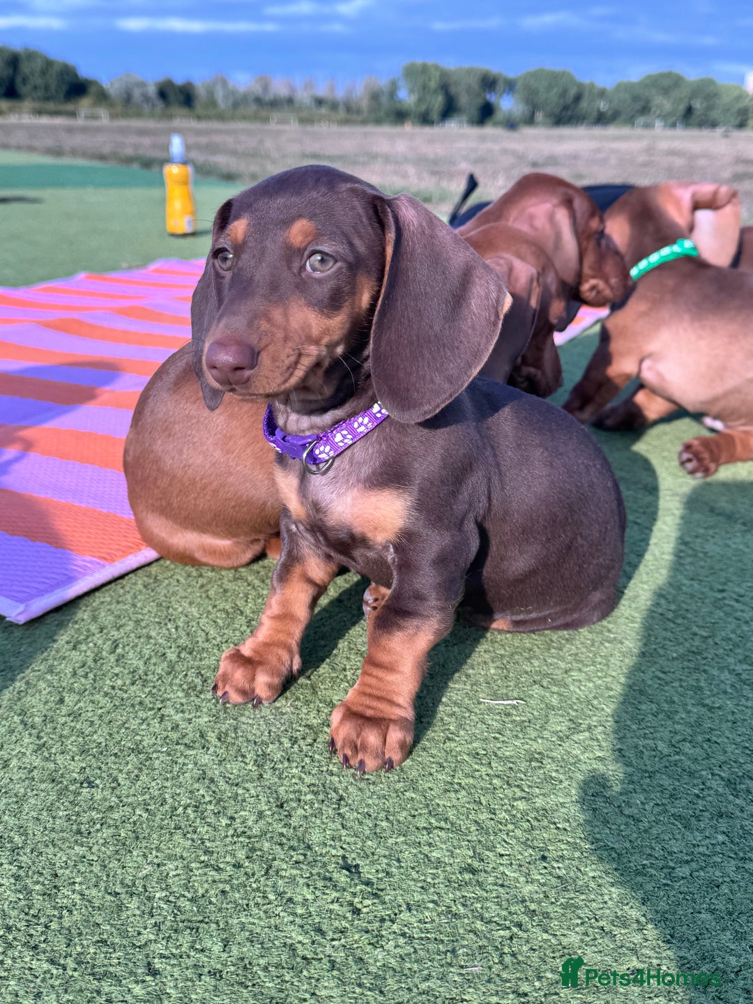 Dachshund dogs for sale: Beautiful puppies of standard dachshund  - Image 19
