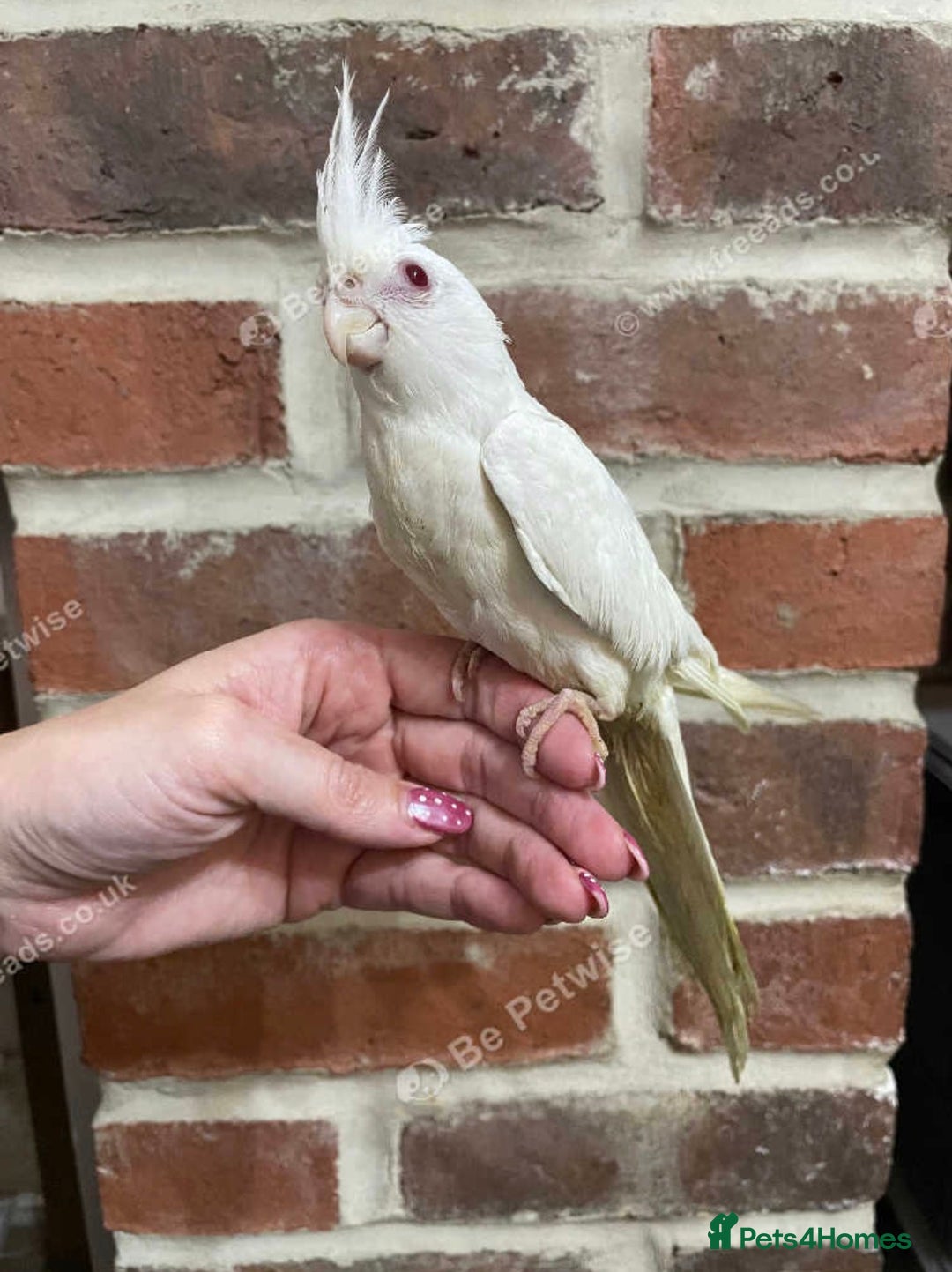 Cockatiels birds for sale: Baby Cockatiel, hand tame  - Advert 5