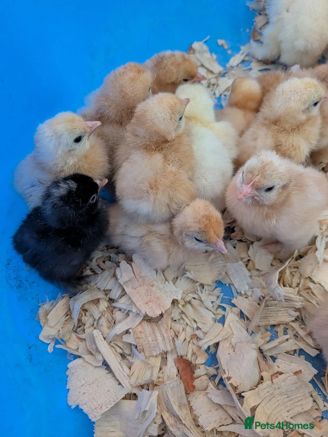 Chickens poultry for sale: Pekin bantam day old chicks - Advert 7