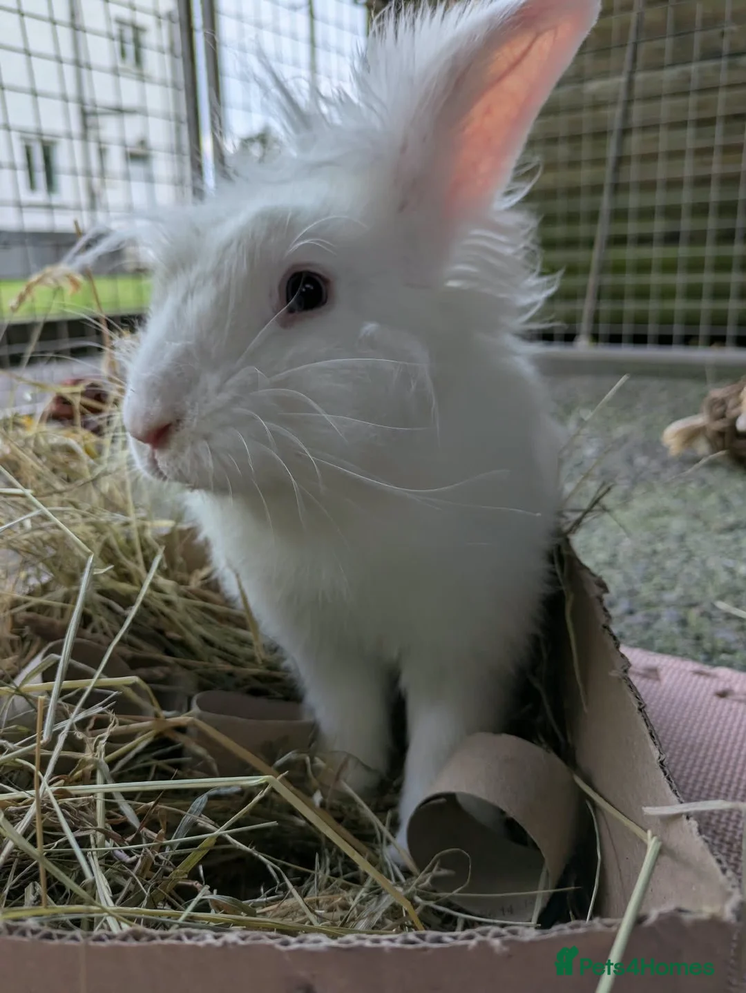 Mixed Breed rabbits for sale: Casper in Stranraer - Advert 2