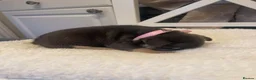 French Bulldog dogs for sale: 🐾💙 BEAUTIFUL FRENCH BULLDOG PUPPIES 💗🐾 - Advert 14