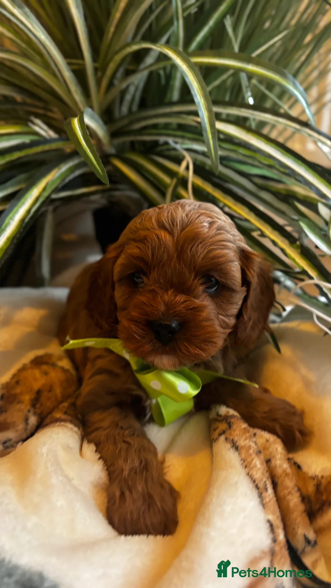 Cavapoo dogs for sale: Outstanding Cavapoo’s Health Tested parents❤️ in Newark - Advert 1
