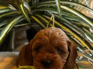 Cavapoo dogs Outstanding Cavapoo’s Health Tested parents❤️ in Newark - Advert 17