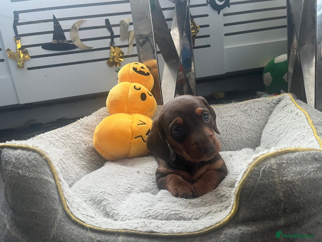 Miniature Dachshund dogs for sale: Miniature Dachshund Boy  - Advert 5