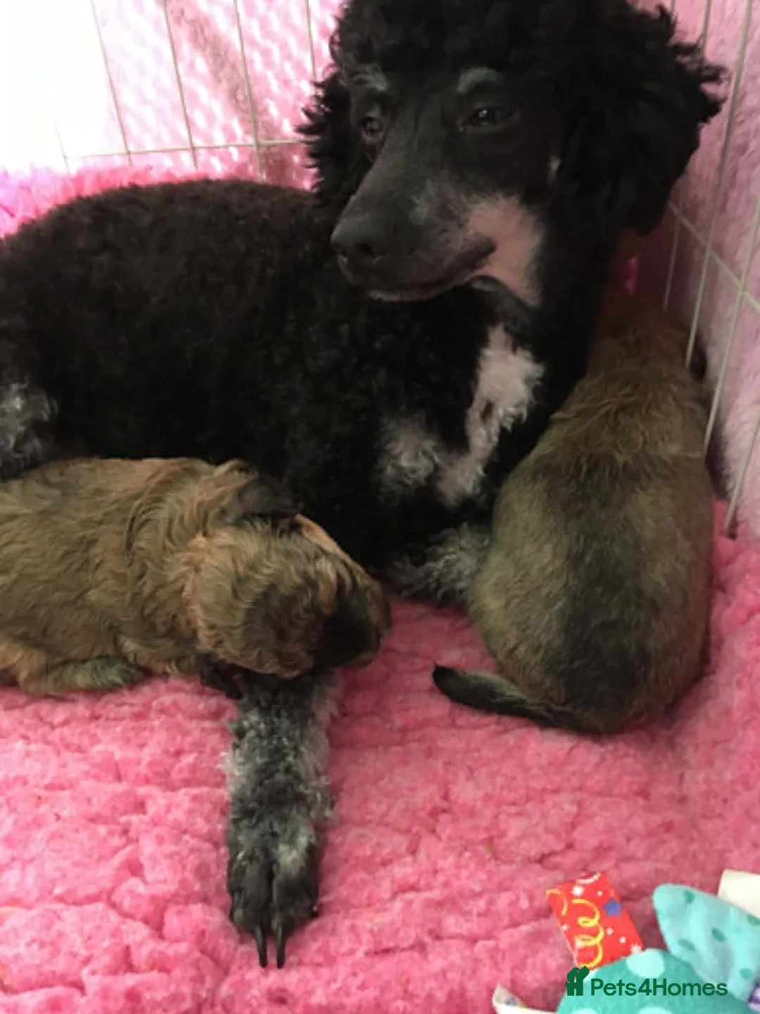 Chipoo dogs for sale: Beautiful Chipoo Girls. Looking for 100% Homes. - Advert 2