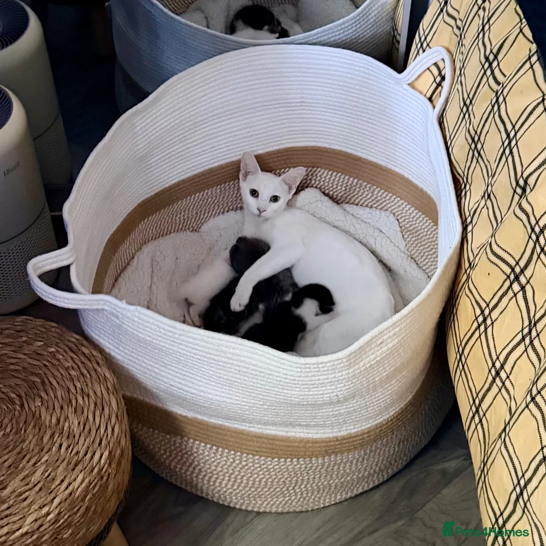 Mixed Breed cats for sale: Seven Beautiful Kittens Looking for Loving Homes - Advert 9