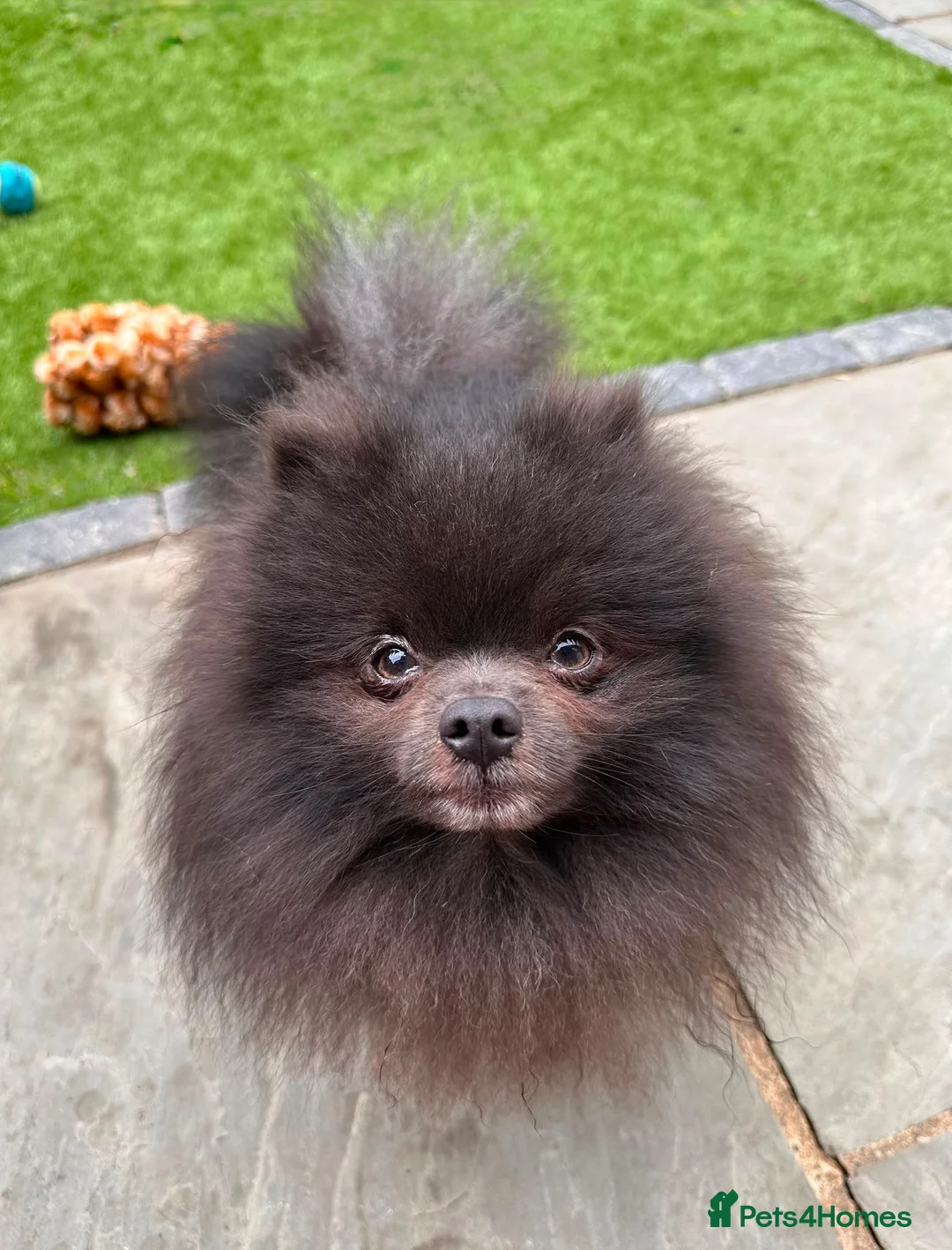Pomeranian dogs for stud: Outstanding rare blue teddy 🧸💎 - Advert 2