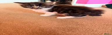 Mixed Breed 4