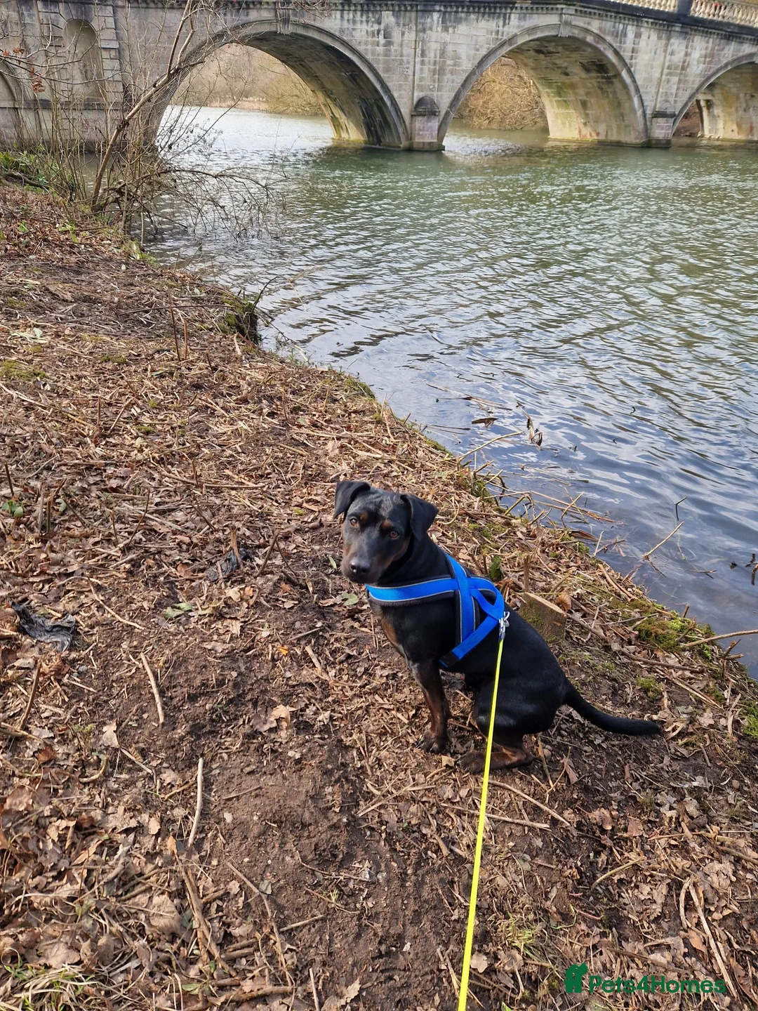 Patterdale Terrier dogs for stud: Tricolour Patterdale Male for Stud - Advert 3