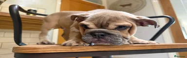 English Bulldog 2