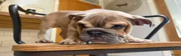 English Bulldog dogs for sale: Last boy Reduced English bulldogs - Advert 8