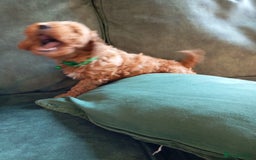 Cockapoo dogs for sale: Beautiful family of cockerpoos - Image 22