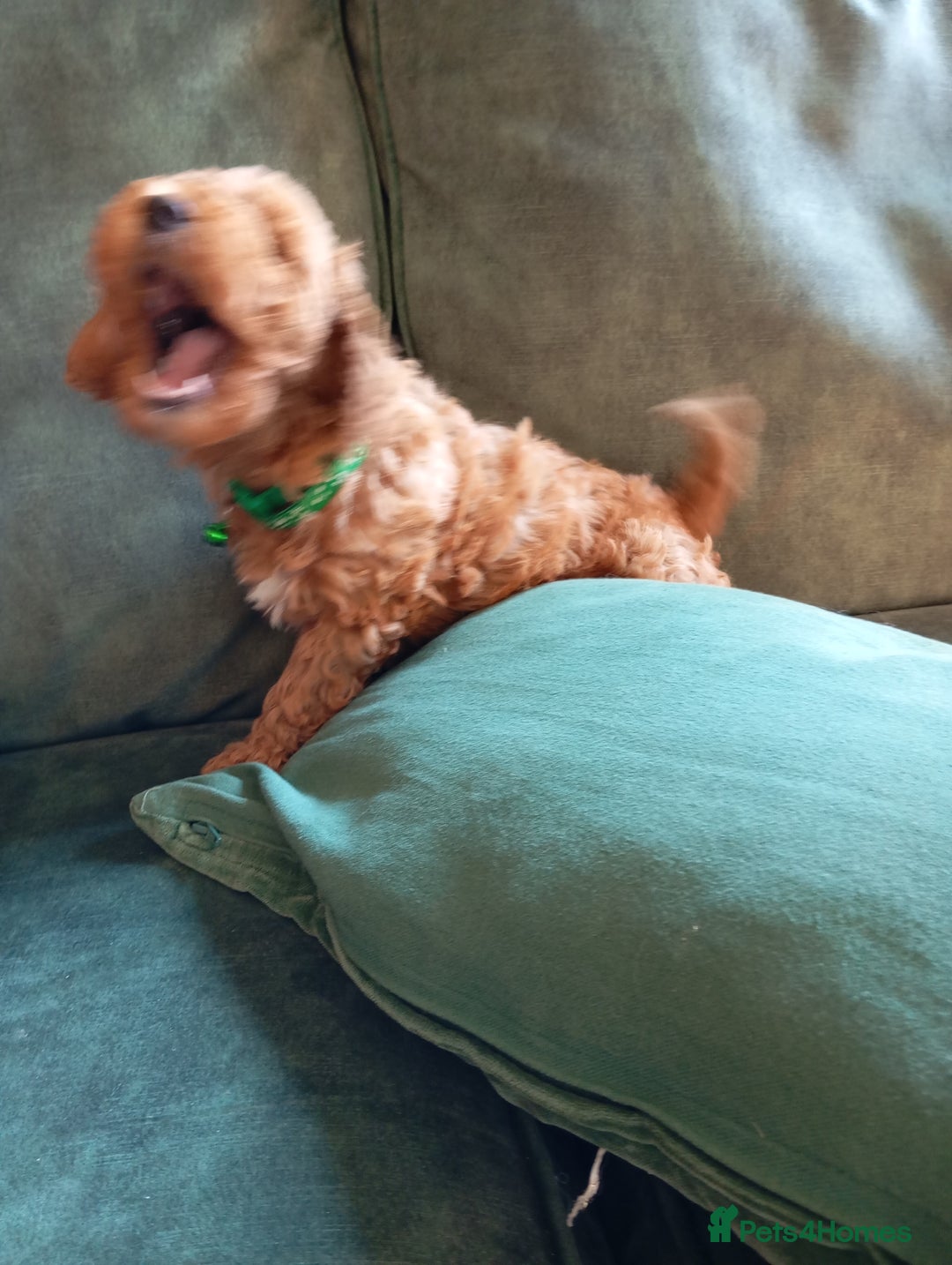 Cockapoo dogs for sale: Beautiful family of cockerpoos - Image 22