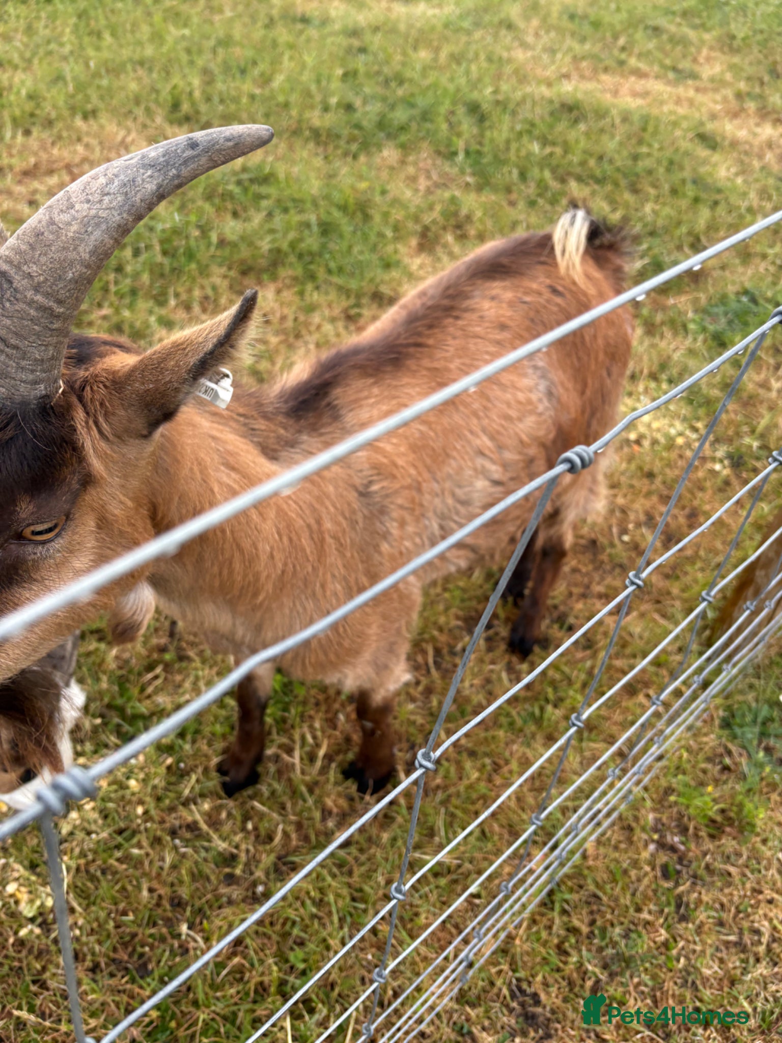 Goats livestock for sale: Very friendly male goat seeking new home  - Advert 2