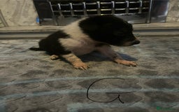 Border Collie dogs for sale: Border collie puppies - Image 12