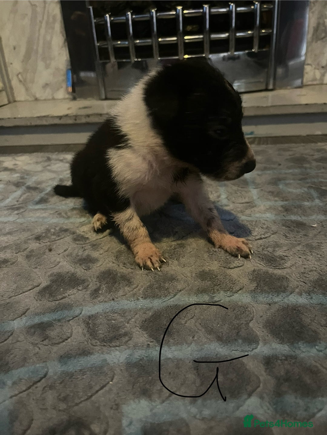 Border Collie dogs for sale: Border collie puppies - Image 12