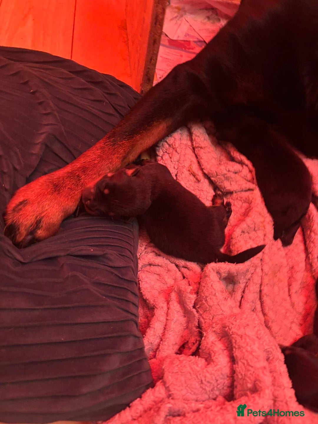 Rottweiler dogs for sale: Pedigree German chunky Rottweiler puppies  - Image 14