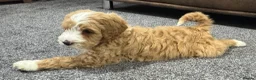 Australian Labradoodle dogs for sale: Multi-Gen Australian Labradoodle Puppies - Advert 6