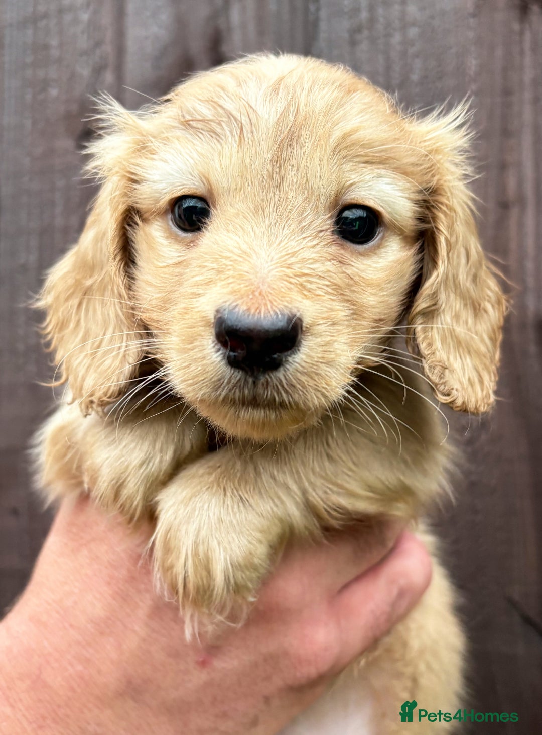 Miniature Dachshund dogs for sale: Full Cream Minature Dachshunds - Image 3