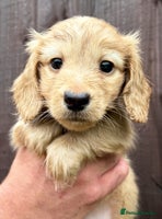 Miniature Dachshund dogs - Advert 1