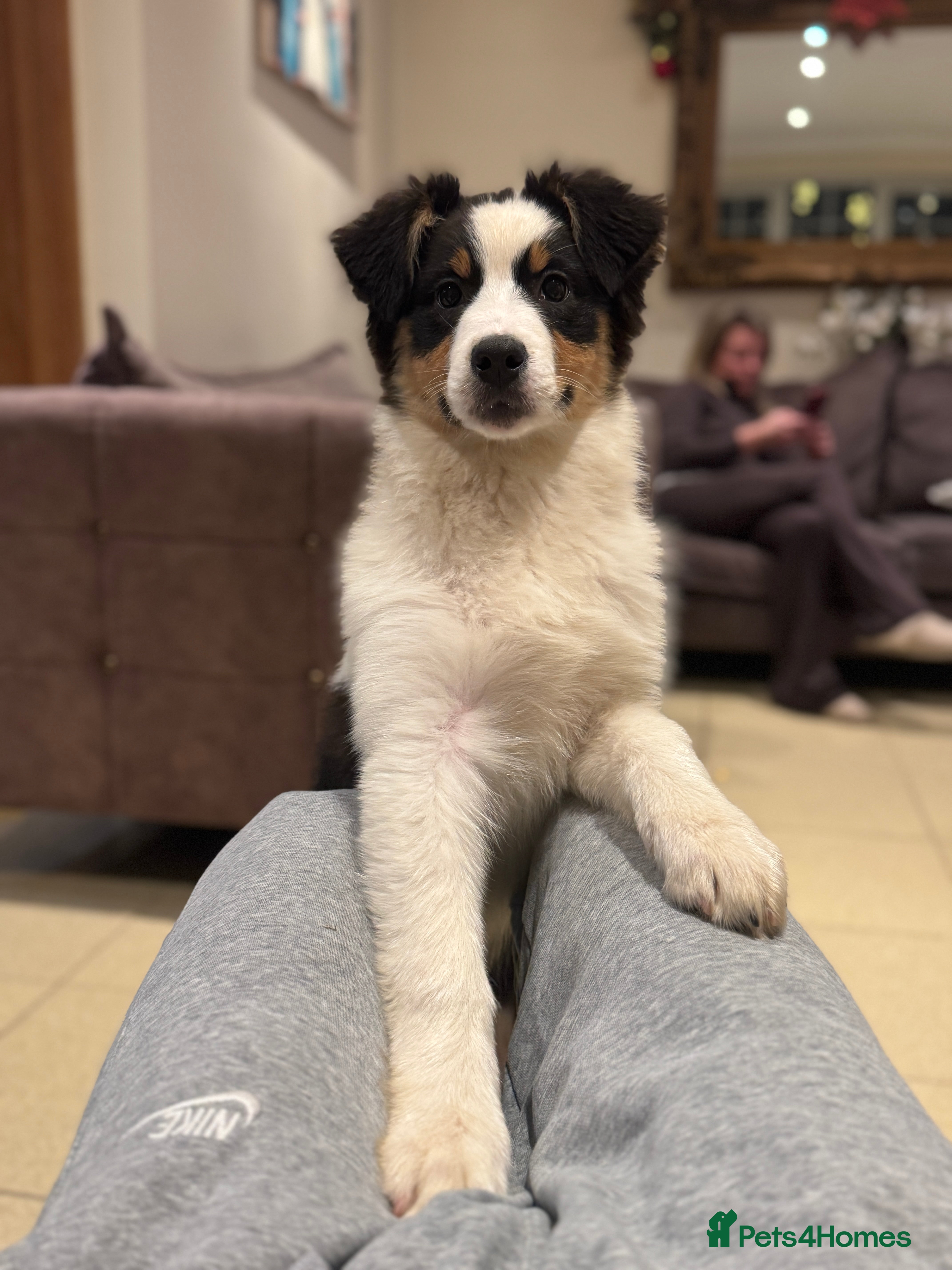 Australian Shepherd dogs Last KC registered girl Australian Shepard puppy! - Advert 1