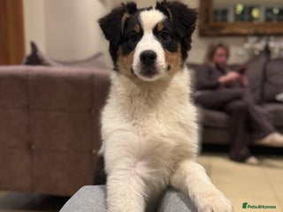 Australian Shepherd dogs Last KC registered girl Australian Shepard puppy! - Advert 11