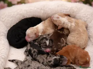 Australian Labradoodle dogs AUSTRALIAN LABRADOODLE PUPPIES - Advert 15