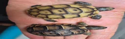 Tortoise reptiles for sale: Mediterranean tortoise hatchlings  - Advert 1