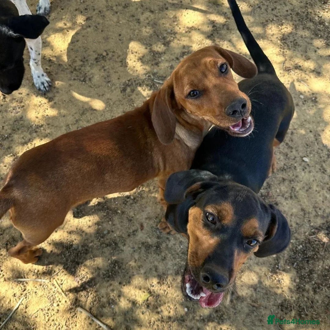 Mixed Breed dogs for adoption: Woody (Mini hound mix) - Advert 8